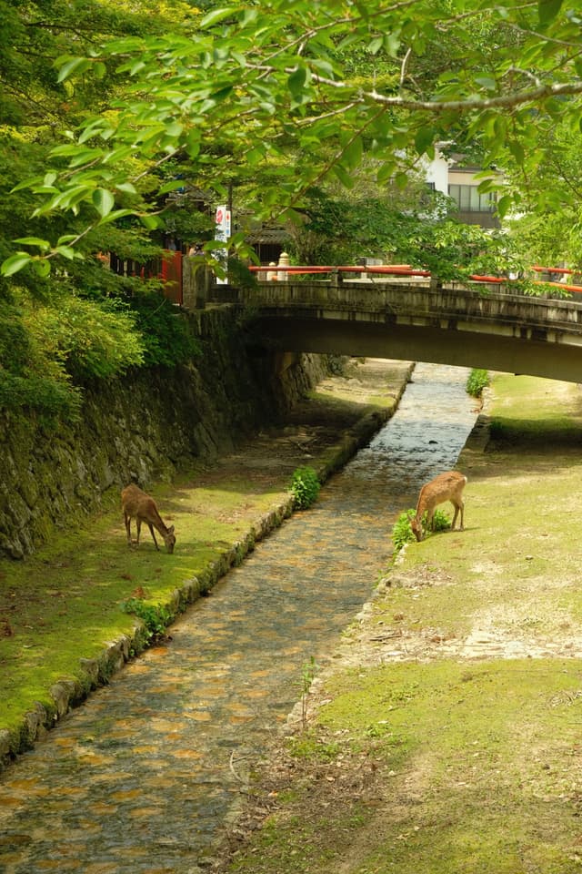 Deer in Miyajima