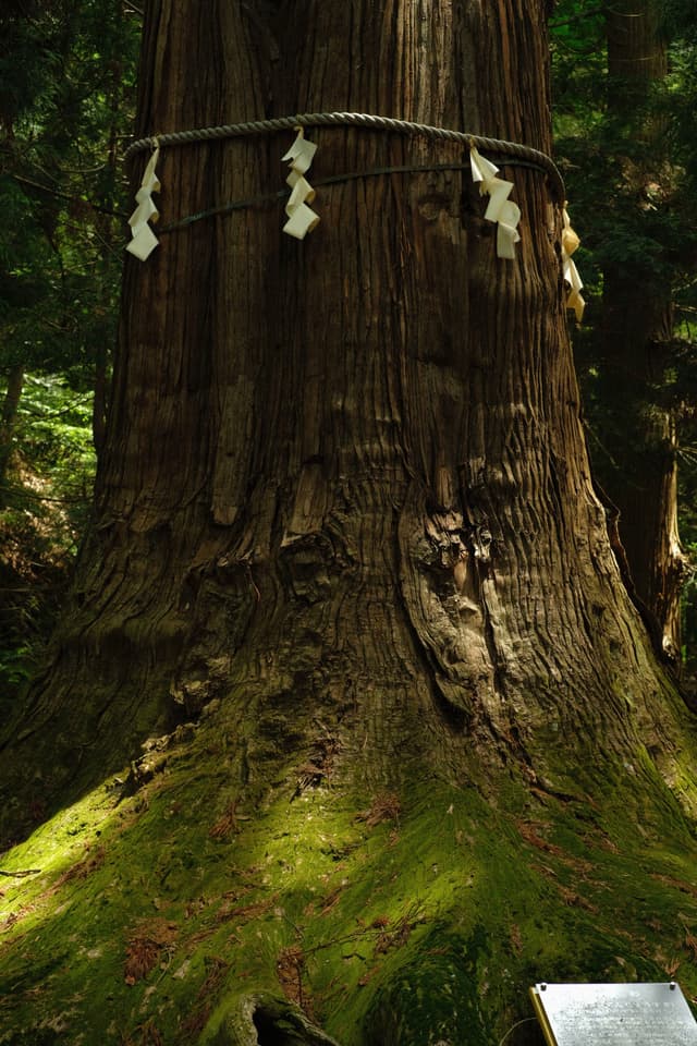 Large Trees near Shrine
